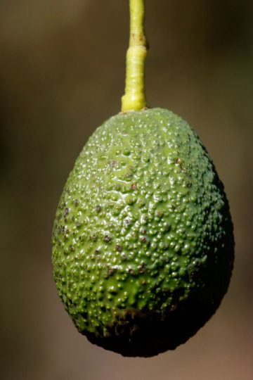 Avocado shortage