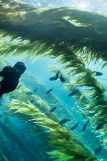 rewild our seas