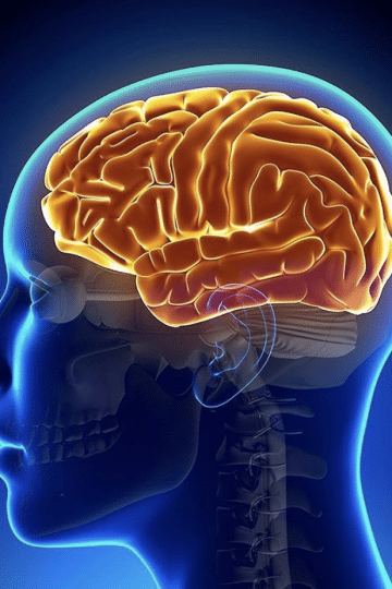 brain